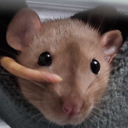 Orsi
