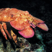 Slipper Lobter
