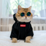 Fabü