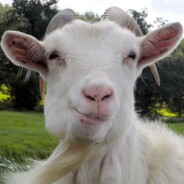 a literal goat