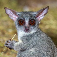 BushBaby