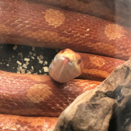 Instant Snek