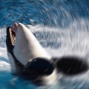 TheKingWhale