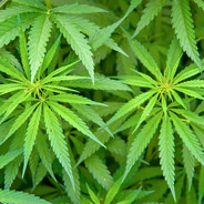 Chá de Cannabis