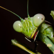 Mantisizm