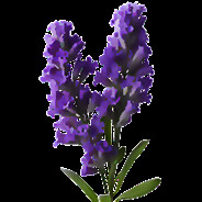 Lavender Field