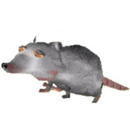 Rat