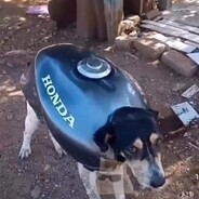 varetadadecria