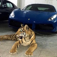 СЫН СОБАКИ