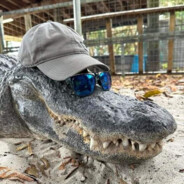 Lacosto