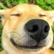 Аватар сообщества Steam