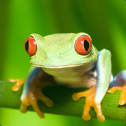 Master Frog