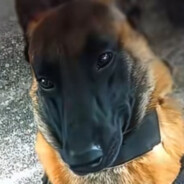 Kota