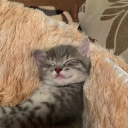 котик(^-_-^)