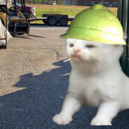 Kitten