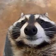 Alpha Racoon