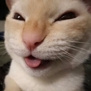 Ігор Коцик