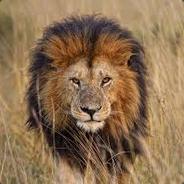 ♕lion