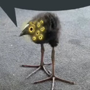 bird
