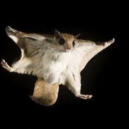 Flying3Squirrel