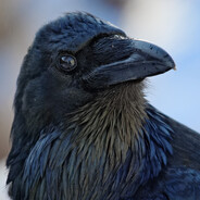 Ravenツ