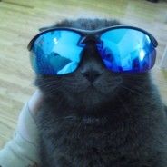 Gяαғєя