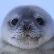 Sealy