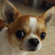 Chihuahua Blyat