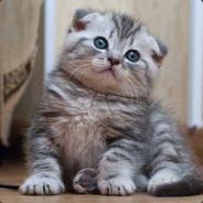 Kittenz 4 life