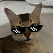 Lynxx