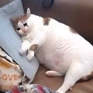 Meow