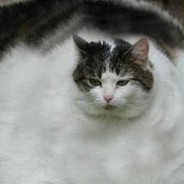 Das_Tofu