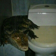 alligator