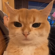 Sussy cat