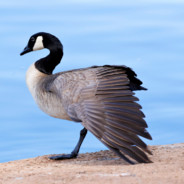 Tweaking Goose
