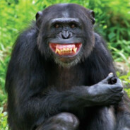 Lab Chimp