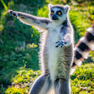 Lemur ♥♥♥♥♥♥♥♥♥♥
