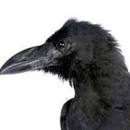 CioaraUscata