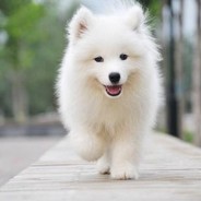 dog dog dog