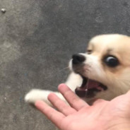Slim_dog