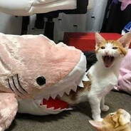 meow