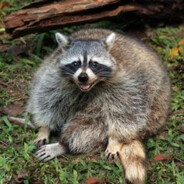 Chonky Racoon