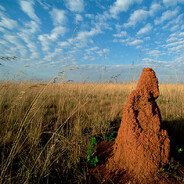 #TERMITETAKEOVER