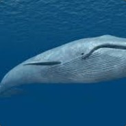 Whale