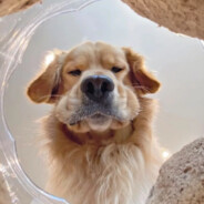 Dog Neguin