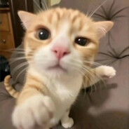 Yung Kitten