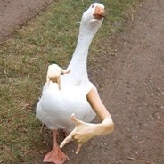 Honky