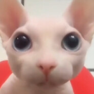Just_𝔞_Hamster
