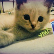 MeSsiRuCat