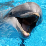 National_Dolphin